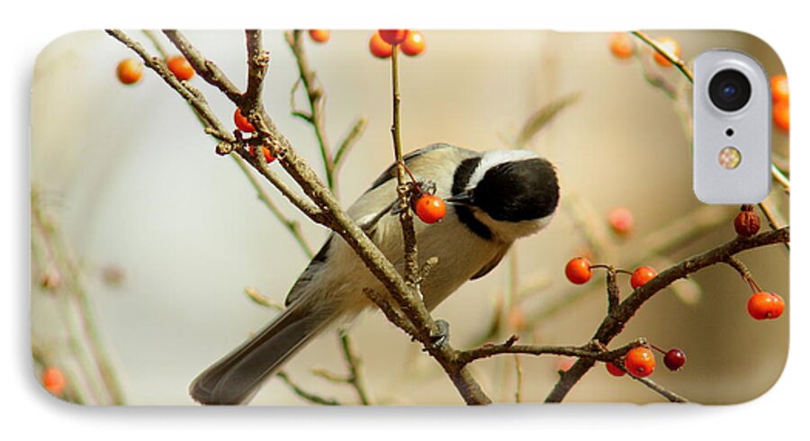 Animal iPhone 7 Case featuring the photograph Chickadee 1 Of 2 by Robert Frederick