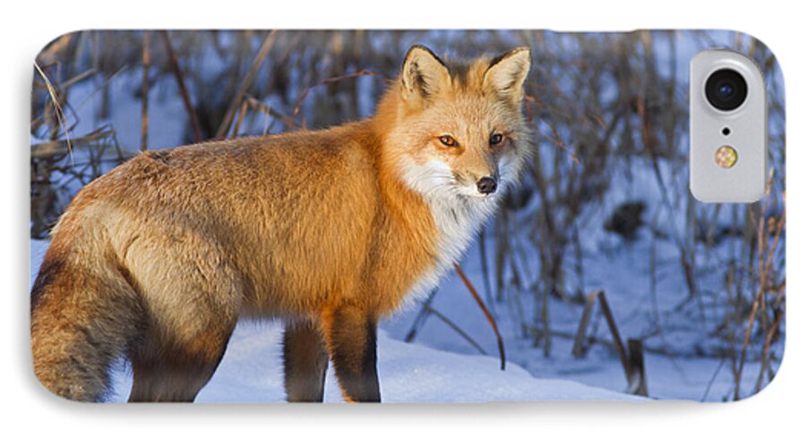 Animal iPhone 7 Case featuring the photograph Christmas Fox by Mircea Costina Photography