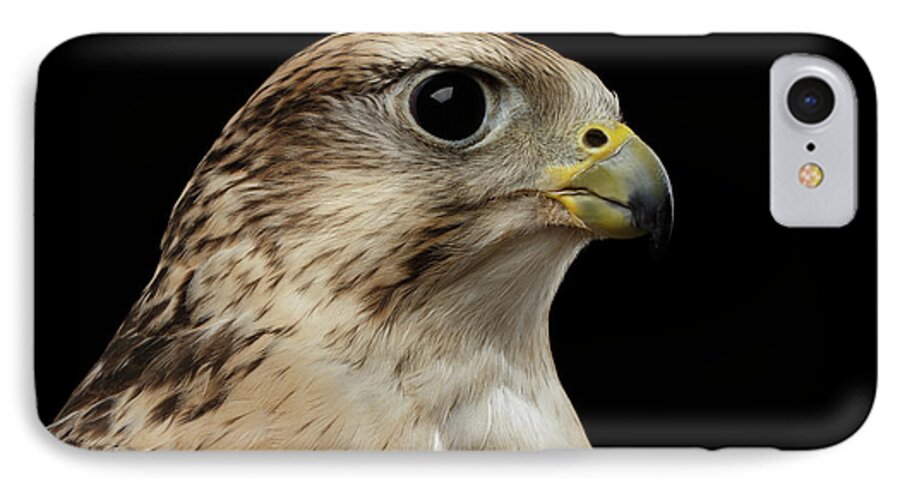Bird iPhone 7 Case featuring the photograph Close-up Saker Falcon, Falco cherrug, isolated on Black background by Sergey Taran