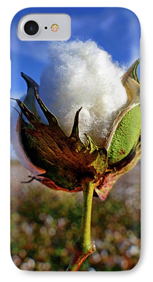 Cotton Pickin iPhone 7 Case featuring the photograph Cotton Pickin' by Skip Hunt