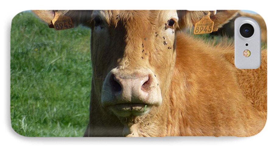 Animals iPhone 7 Case featuring the photograph Cow Portrait by Jean Bernard Roussilhe
