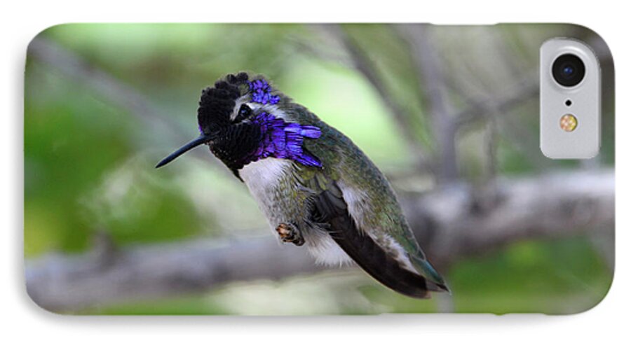 Denise Bruchman iPhone 7 Case featuring the photograph Coy Costa's Hummingbird by Denise Bruchman