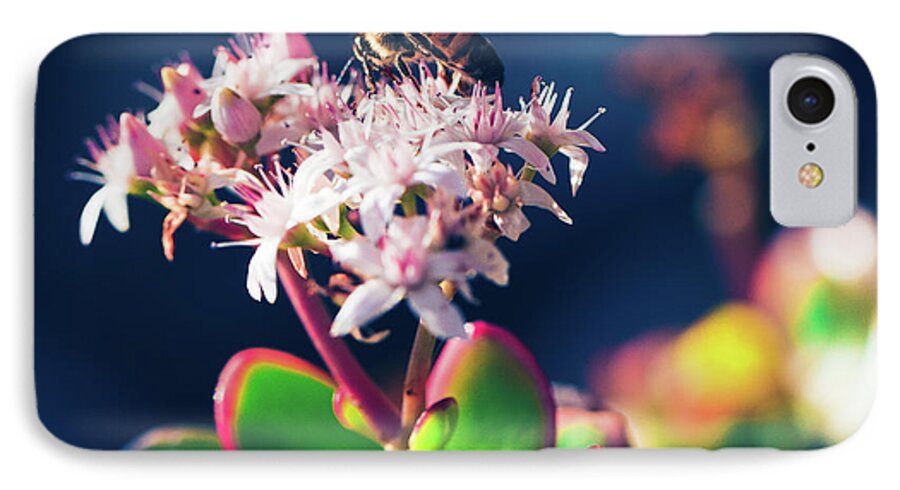Crassula Ovata iPhone 7 Case featuring the photograph Crassula ovata Flowers and Honey Bee by Sharon Mau
