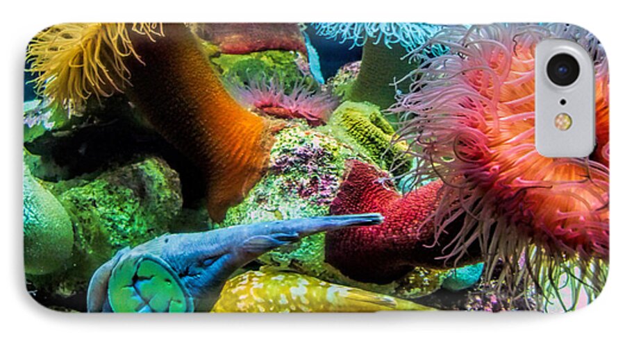 Aquarium iPhone 7 Case featuring the photograph Creatures of the Aquarium by Lynn Bolt