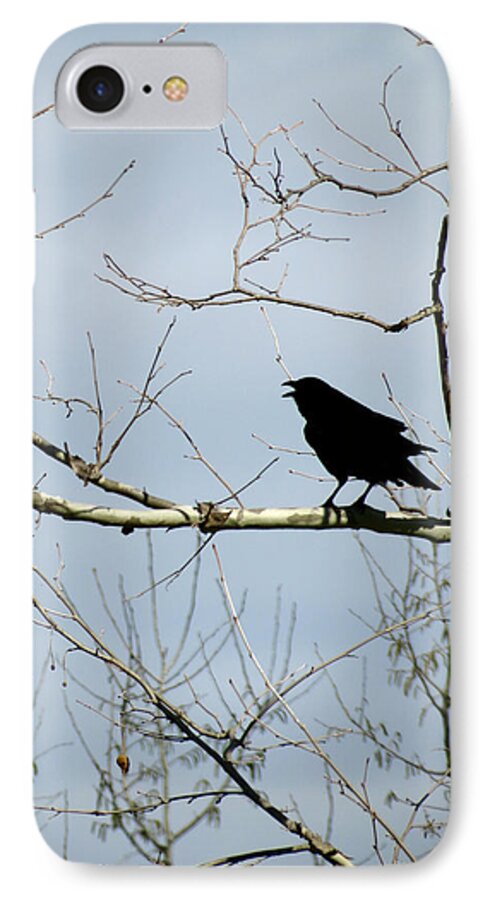 Crow iPhone 7 Case featuring the photograph Crow in Sycamore by Azthet Photography