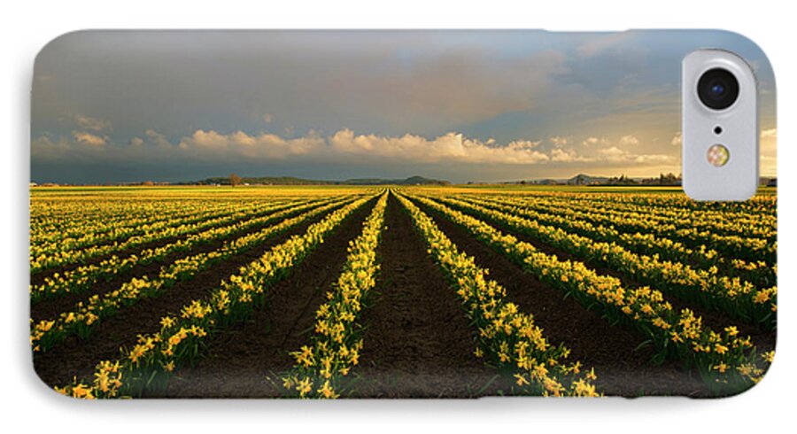 Daffodil Farm iPhone 7 Case featuring the photograph Daffodil Storm by Michael Dawson
