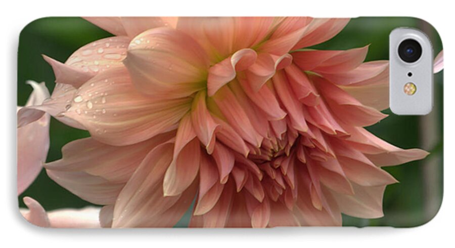 Dahlia iPhone 7 Case featuring the photograph Dancing In The Rain by Jeanette C Landstrom