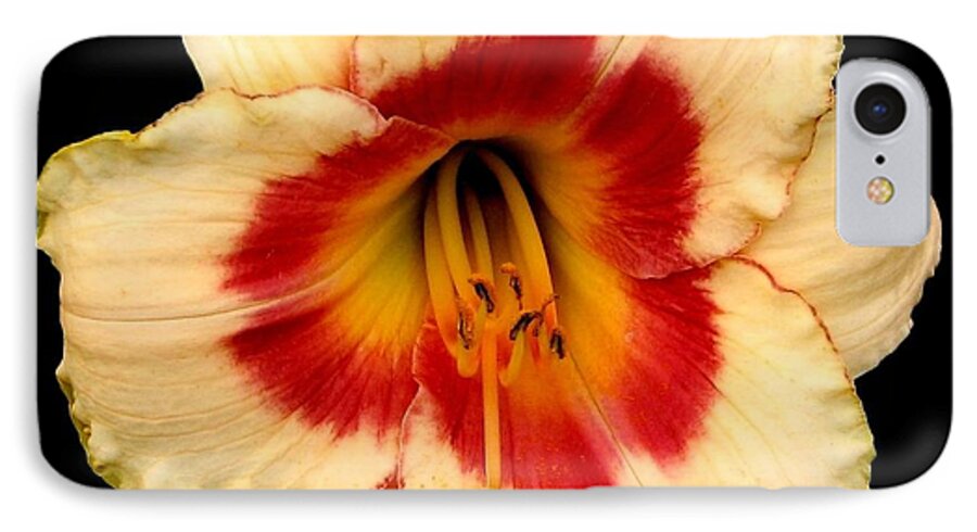 Daylily iPhone 7 Case featuring the photograph Daylily 3 by Rose Santuci-Sofranko