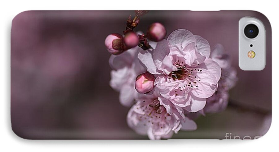 Bubbleblue iPhone 7 Case featuring the photograph Delightful Pink Prunus Flowers by Joy Watson