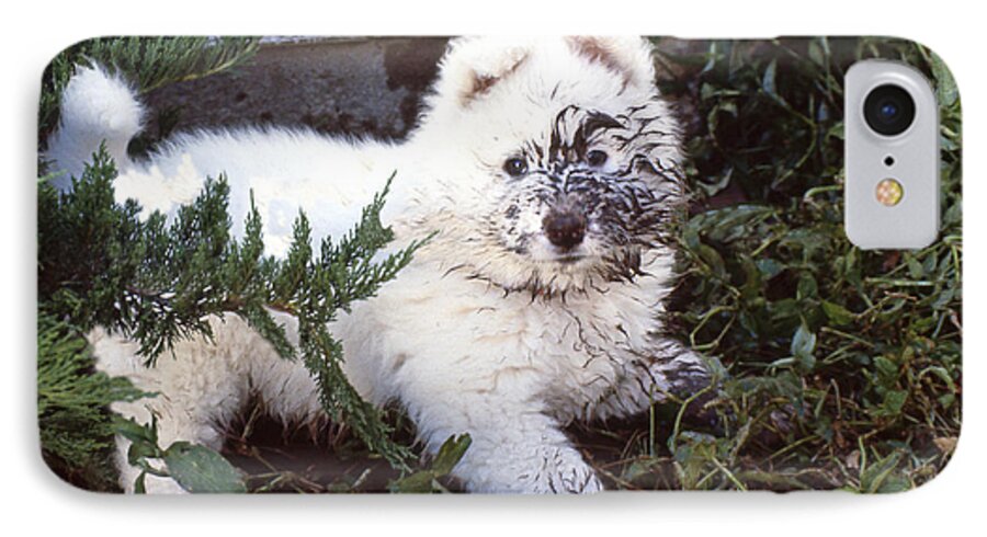 Samoyed iPhone 7 Case featuring the photograph Dirty Dog Birthday Card by Ginny Barklow