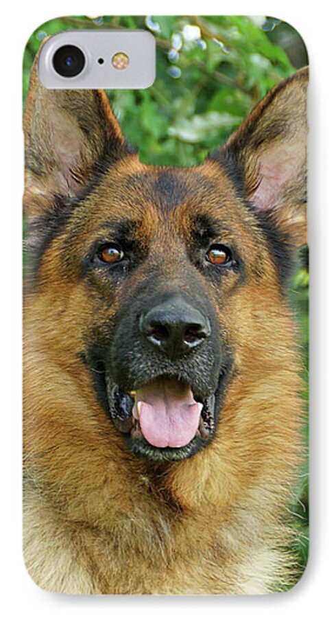 German Shepherd iPhone 7 Case featuring the photograph Drake by Sandy Keeton