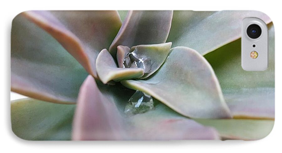 Water iPhone 7 Case featuring the photograph Droplets on Succulent by Ian Kowalski