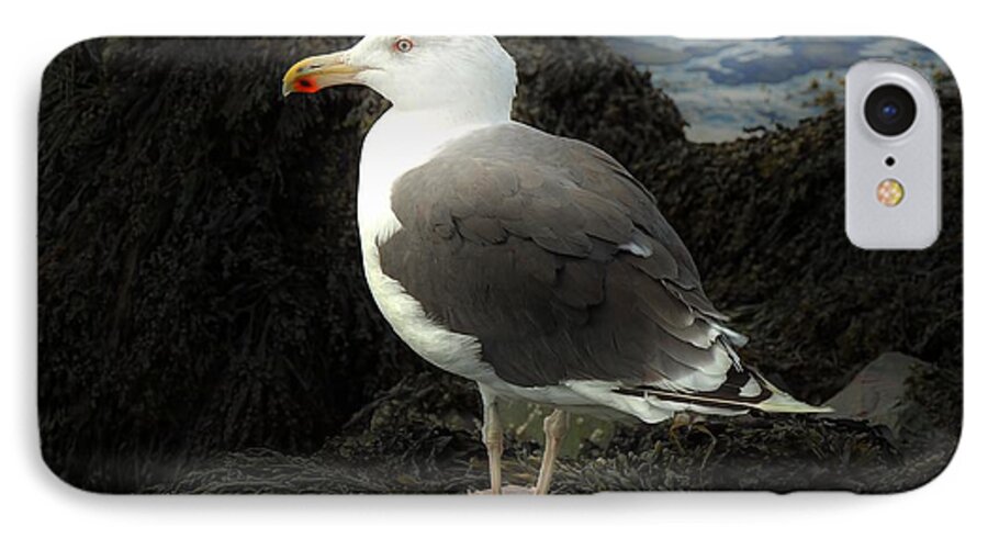 Wildlife iPhone 7 Case featuring the photograph East Coast Herring Seagull by Marcia Lee Jones
