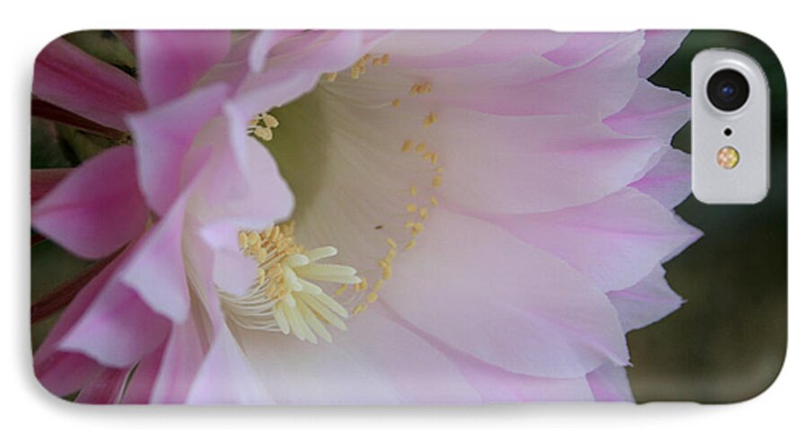Cactus iPhone 7 Case featuring the photograph Easter Lily Cactus East by Marna Edwards Flavell
