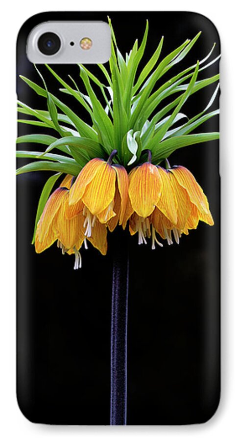 Flower iPhone 7 Case featuring the photograph Elegance by Elvira Butler