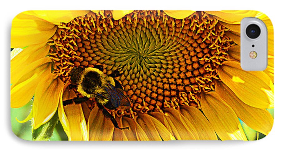 Sunflower iPhone 7 Case featuring the photograph End of Summer by Kathy Kelly
