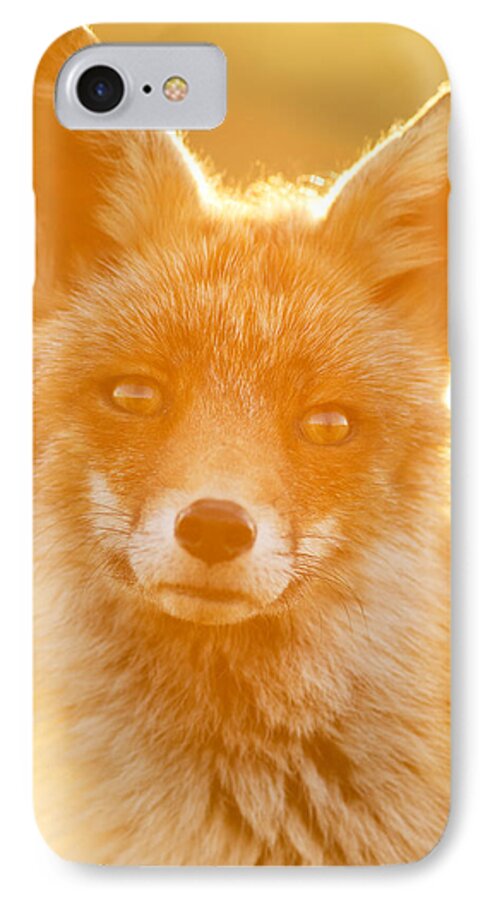 Red Fox iPhone 7 Case featuring the photograph Enlightened Fox by Roeselien Raimond