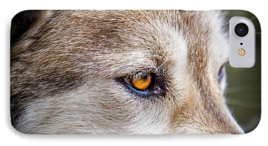 Animal iPhone 7 Case featuring the photograph Eyes of the Gray Wolf by Teri Virbickis