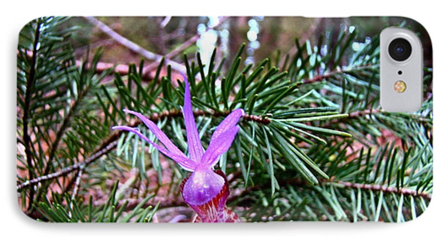 Calypso Lily iPhone 7 Case featuring the photograph Fairy Slipper by Nick Kloepping
