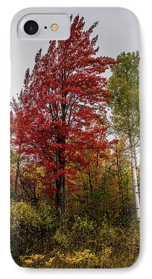 Fall iPhone 7 Case featuring the photograph Fall Maple by Paul Freidlund