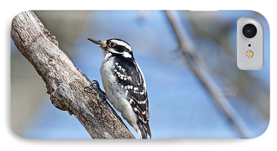 Downey Woodpecker iPhone 7 Case featuring the photograph Female Downey Woodpecker 1104 by Michael Peychich
