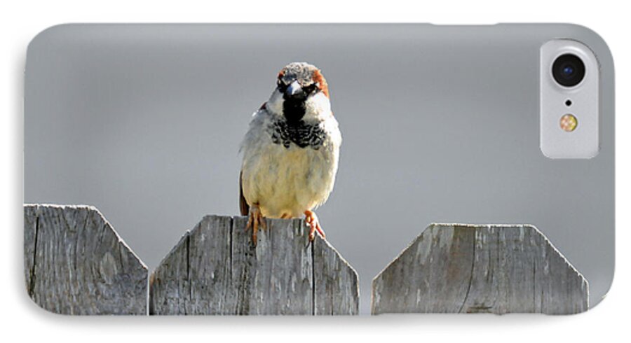 Bird iPhone 7 Case featuring the photograph Fence Sitting by Teresa Blanton