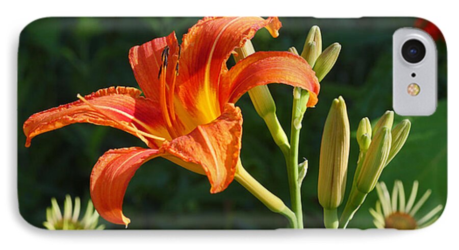 Flower iPhone 7 Case featuring the photograph First Flower on this Lily Plant by Steve Augustin