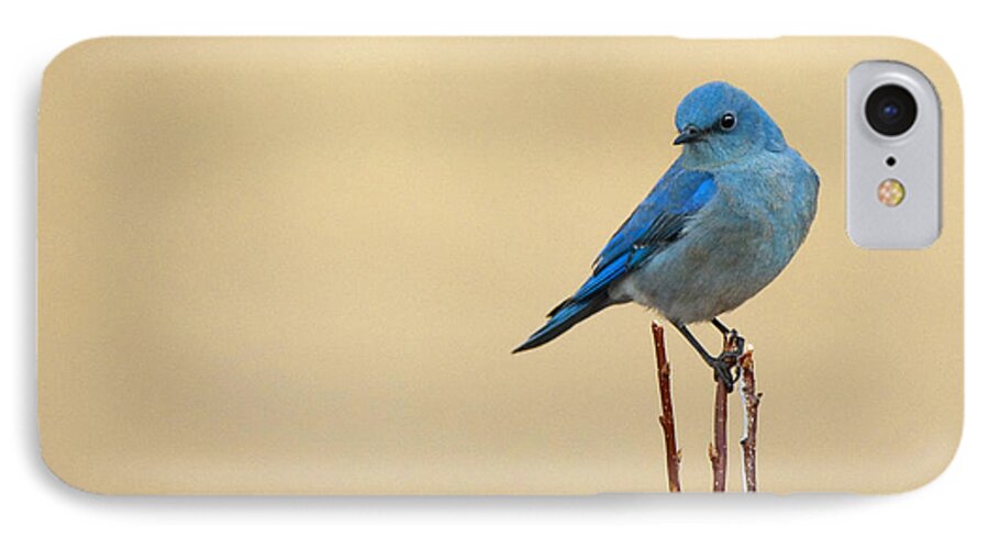 Mountain Blue Bird iPhone 7 Case featuring the photograph First sign of spring by Bon and Jim Fillpot