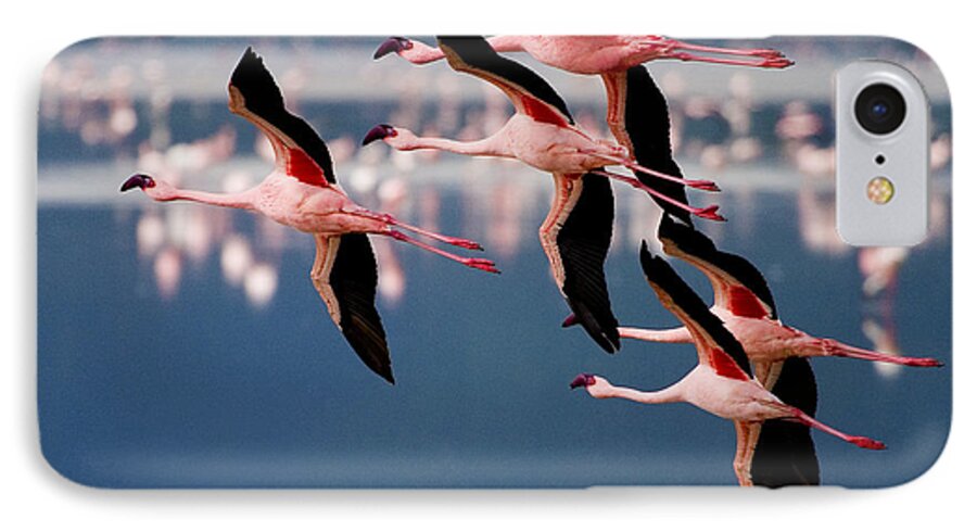 Phoenicopterus Rosens iPhone 7 Case featuring the photograph Flamingos In Flight-Signed by J L Woody Wooden