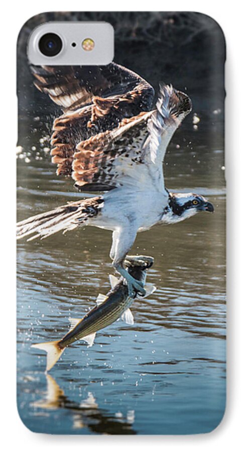 Osprey iPhone 7 Case featuring the photograph Flying Fish by Dusty Wynne