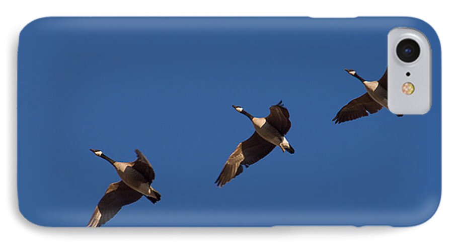 Canada Geese iPhone 7 Case featuring the photograph Flying in Formation by Monte Stevens