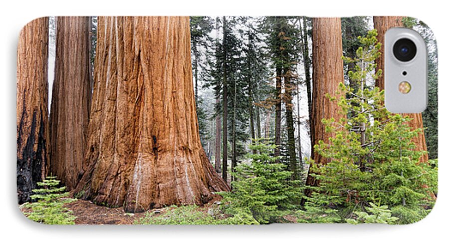 Sequoia National Park iPhone 7 Case featuring the photograph Forest Growth by Peggy Hughes