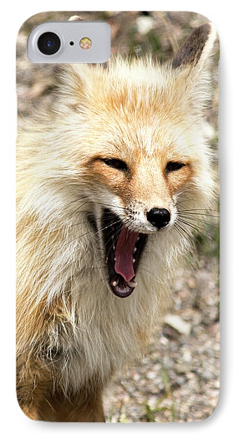 Fox iPhone 7 Case featuring the photograph Fox Yawn by Mark Harrington