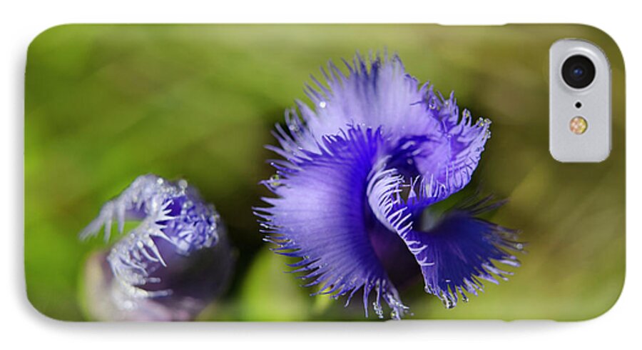Fringed Gentian iPhone 7 Case featuring the photograph Fringed Gentian by Ann Bridges