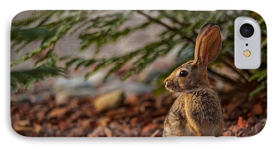 Tucson iPhone 7 Case featuring the photograph Frontyard Bunny by Dan McManus