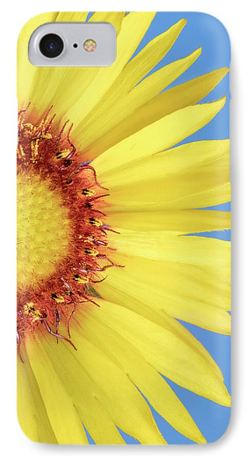 Blanketflower iPhone 7 Case featuring the photograph  Gaillardia aristata  Blanketflower by Jim Hughes