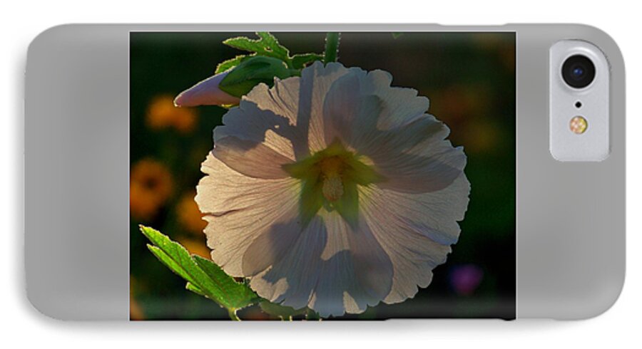 Hollyhocks At 5am iPhone 7 Case featuring the photograph Garden Magic by Marika Evanson