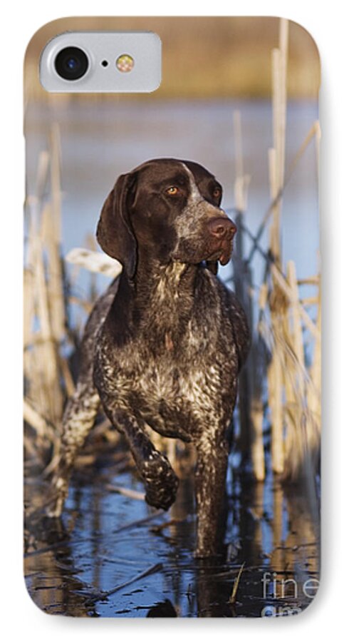 Gsp iPhone 7 Case featuring the photograph German Shorthair On Point - D000897 by Daniel Dempster