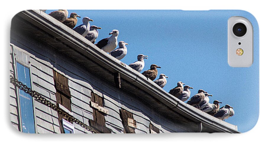 Lighthouse iPhone 7 Case featuring the photograph Get Your Gulls in a Row by Dick Botkin