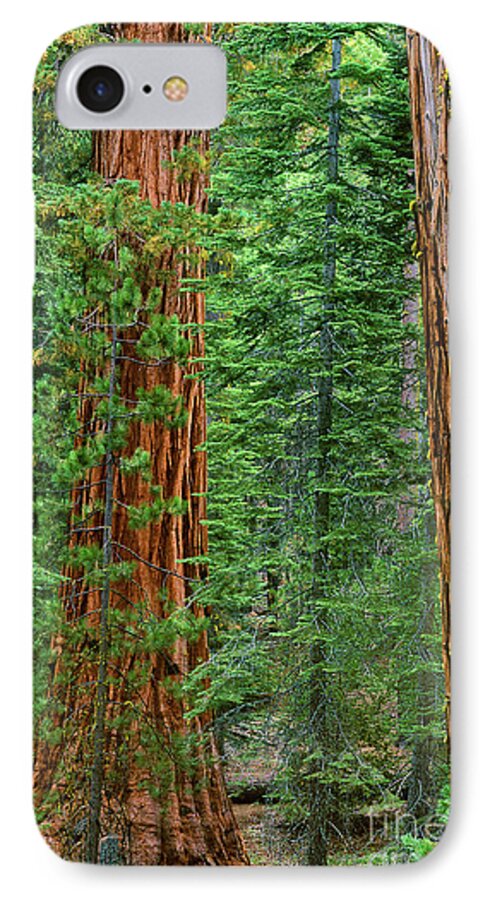 North America iPhone 7 Case featuring the photograph Giant Sequoias Sequoiadendron Gigantium Yosemite NP CA by Dave Welling