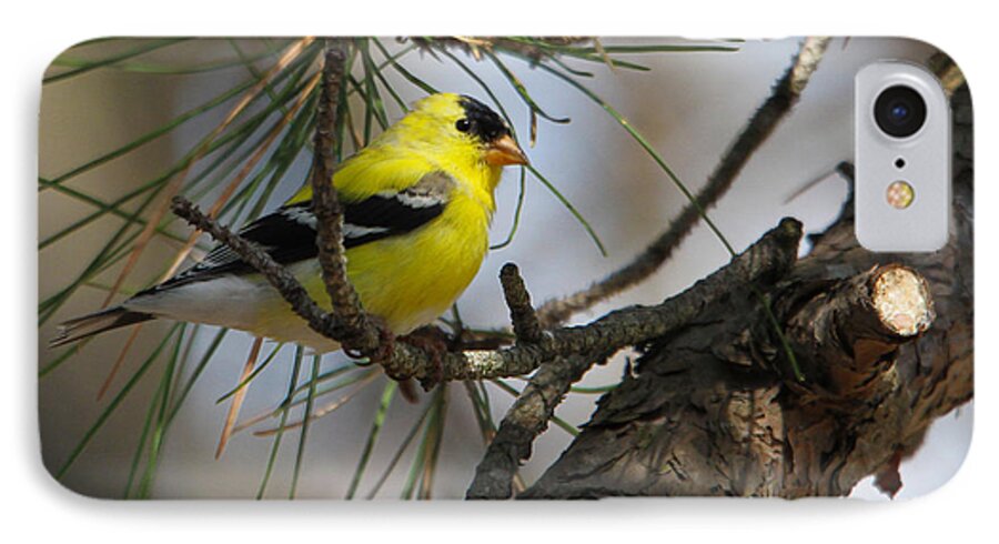 Gold Finch iPhone 7 Case featuring the photograph Gold Finch by Roger Becker