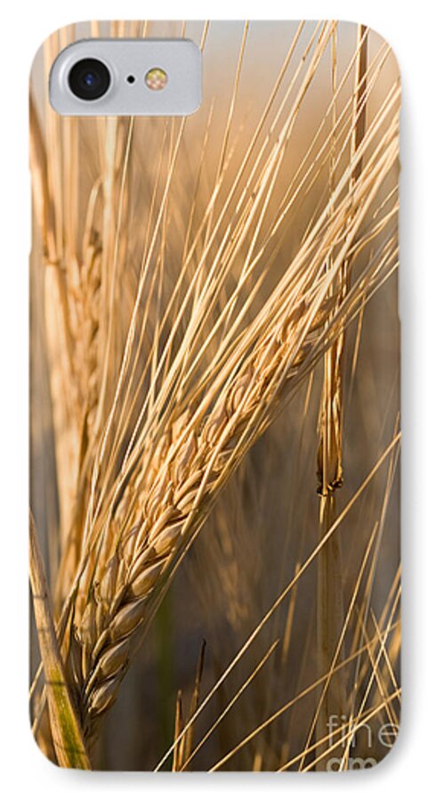 Agriculture iPhone 7 Case featuring the photograph Golden Grain by Cindy Singleton