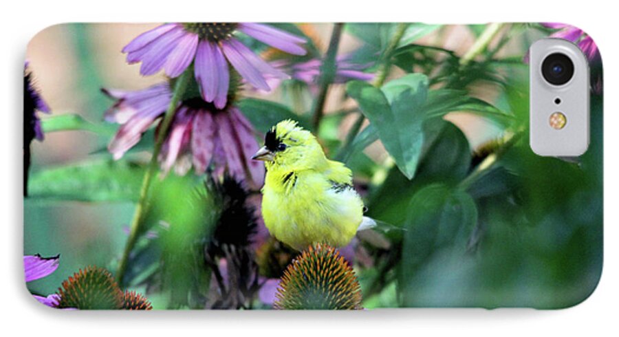 Birds iPhone 7 Case featuring the photograph Goldfinch on Coneflowers by Trina Ansel