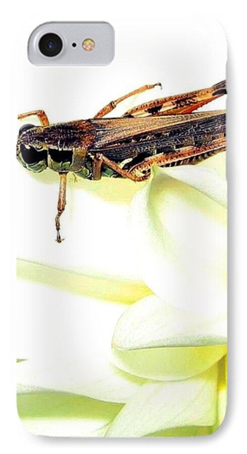 Grasshopper iPhone 7 Case featuring the photograph Grasshopper by Will Borden