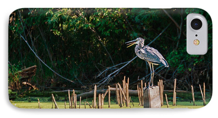 Great Blue Heron iPhone 7 Case featuring the photograph Great Blue Heron Mouth by Ed Peterson