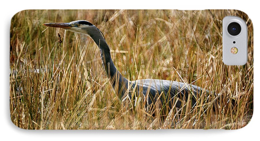 Terry Elniski Photography iPhone 7 Case featuring the photograph Great Blue Heron On The Hunt 4 by Terry Elniski