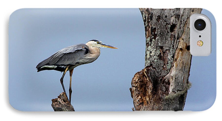 Great Blue Heron iPhone 7 Case featuring the photograph Great Blue Heron Perched by Barbara Bowen