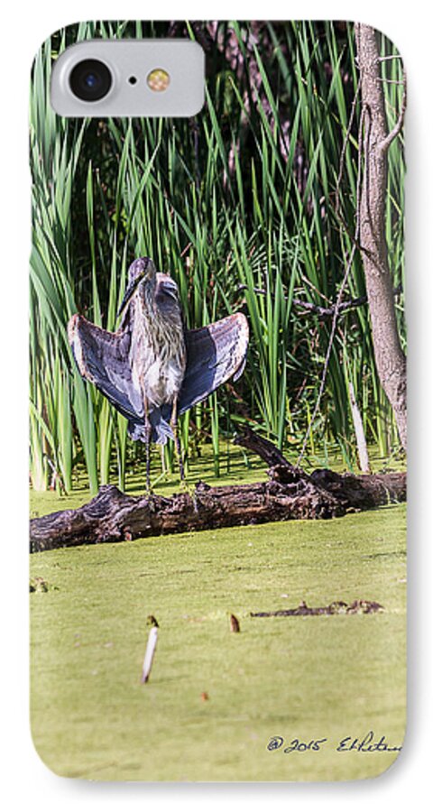 Great Blue Heron iPhone 7 Case featuring the photograph Great Blue Heron Sunning by Ed Peterson