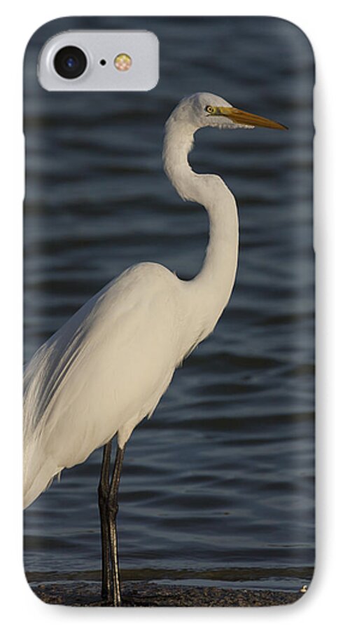 Great iPhone 7 Case featuring the photograph Great Egret in the last light of the day by David Watkins