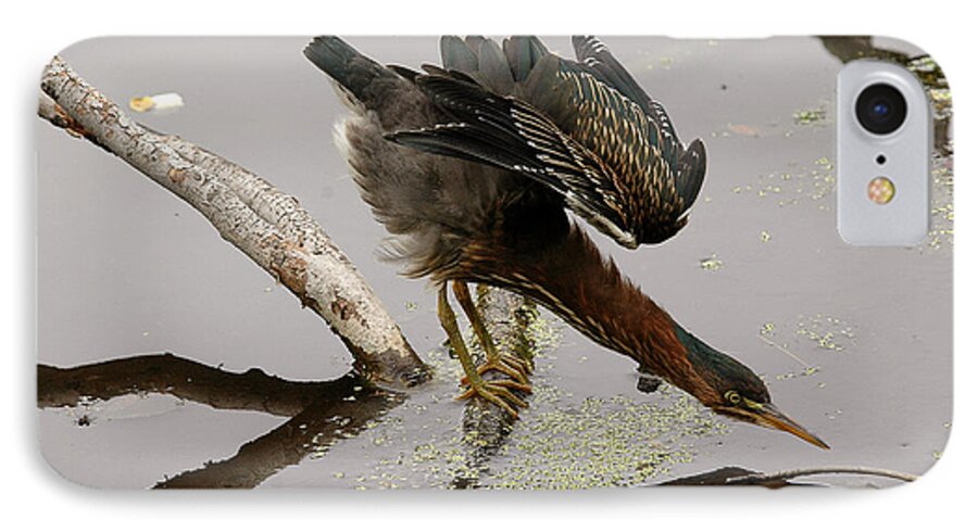 Green Heron iPhone 7 Case featuring the photograph Green Heron by JT Lewis